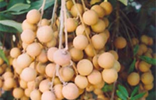 Nhãn lồng Hưng Yên có sang được Mỹ?