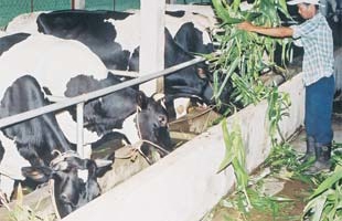 “Vinamilk nên tính lại giá thu mua sữa”