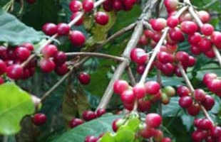 Cà phê, cao su vạ lây vì khủng hoảng tài chính