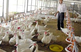 Nhập khẩu thịt bóp nghẹt... chăn nuôi