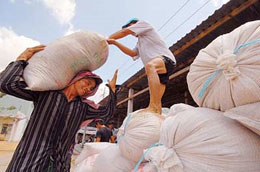 Gạo xuất khẩu được giá: Khoan mừng vội
