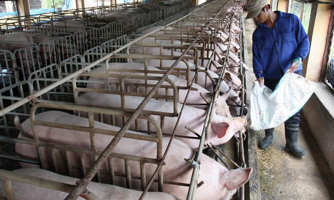 “Đại gia” chăn nuôi cũng gặp khó vì giá lợn sụt giảm