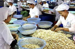 Vinacas khuyến nghị tạm ngừng nhập khẩu điều thô