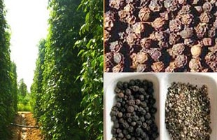 Xuất khẩu hạt tiêu vẫn tăng mạnh 