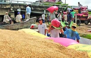 Tháng 11 sẽ diễn ra Festival lúa gạo đầu tiên tại Việt Nam