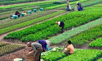 Nông nghiệp hữu cơ được Nhà nước dành nhiều hỗ trợ 
