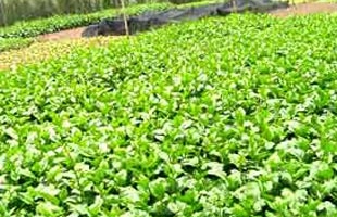 Quản lý chất lượng vệ sinh thực phẩm: Cái gì cũng thiếu