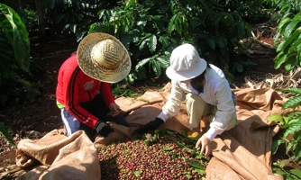 Xuất khẩu cà phê chế biến tăng nhanh