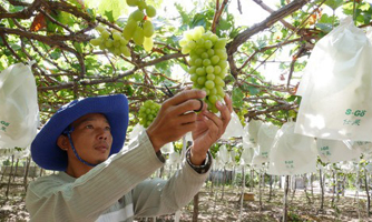 Liên kết hợp tác xã và vai trò của những "người dẫn dắt" trong thời Covid