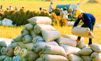 Được tháo "gông", xuất khẩu gạo vẫn chưa thoát đà suy thoái
