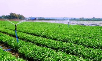 Rau sạch Vingroup chính thức ra thị trường ngày 1/10 tới