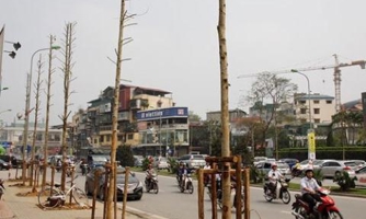 Chính phủ yêu cầu Hà Nội làm rõ vụ thay cây