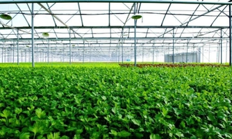 Vingroup xây nhà kính 1.000 tỷ trồng rau sạch