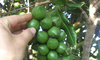 Bộ Nông nghiệp ủng hộ các đề xuất phát triển mắc-ca