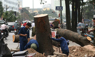 Hà Nội đình chỉ nhiều cán bộ vì vụ thay thế cây xanh