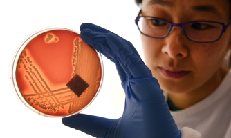 Báo động vi khuẩn E.coli kháng kháng sinh tại Việt Nam