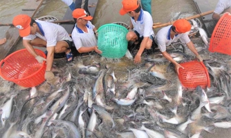 Xuất khẩu cá tra bật tăng trở lại sau 2 năm "tuột dốc"