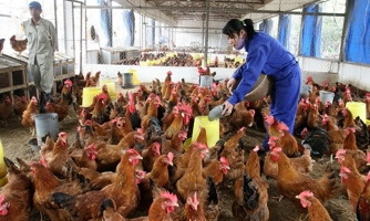 Ngành chăn nuôi "khốn đốn" vì một kg gà không bằng một kg rau