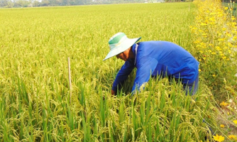 Ngân hàng chung tay tháo gỡ khó khăn ngành lúa gạo