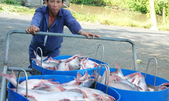 Doanh nghiệp chế biến cá tra đang mắc kẹt giữa các quy định chống dịch của các địa phương