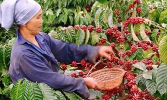Cà phê xuất khẩu của Việt Nam đạt mức giá cao nhất kể từ tháng 11/2018