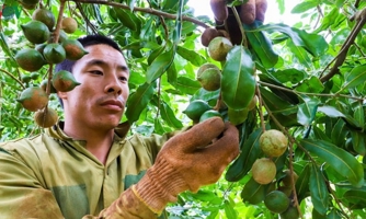 Cần 14.793 tỷ đồng để phát triển cây mắc ca giai đoạn 2021 - 2030