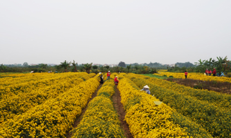 Sẽ không còn cánh đồng cúc "tiến vua" tại Hưng Yên?