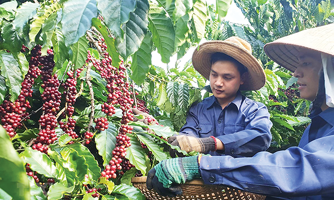 Xuất khẩu nông sản sang EU tăng mạnh nhờ EVFTA