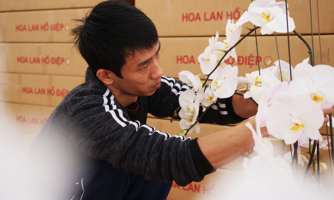 Tận mắt xem chuyên gia cắm lan hồ điệp kiếm 4 đến 5 triệu một ngày trong dịp Tết