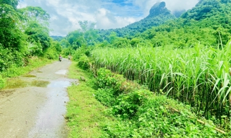Ba tỉnh được chuyển gần 134ha đất trồng lúa sang làm dự án
