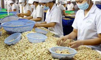 Xuất khẩu điều nguy cơ mất trăm triệu USD: Thủ tướng chỉ đạo khẩn trương tháo gỡ