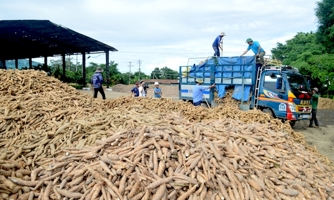 Nghi ngờ gian dối, Tổng cục Thuế siết hoàn thuế VAT với xuất khẩu tinh bột sắn sang Trung Quốc