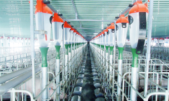 IFC hỗ trợ Tập đoàn Mavin phát triển hoạt động chăn nuôi lợn bền vững