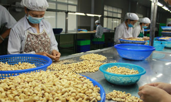 Doanh nghiệp xuất khẩu điều Việt Nam “đói” thông tin về thị trường EU 