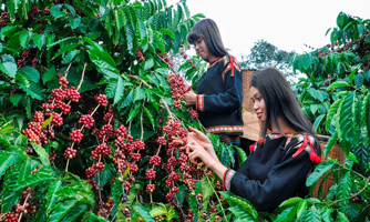 Nông nghiệp Tây Nguyên: Phát triển tùy tiện
