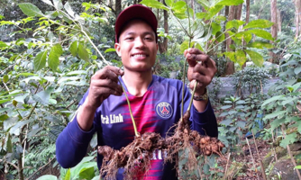 Chương trình phát triển sâm Ngọc Linh cần hơn 70 nghìn tỷ đồng