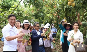 Đại sứ các nước thăm vùng trồng vải Thanh Hà - Hải Dương