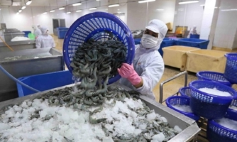 Xuất khẩu tôm: Đơn hàng tăng mạnh nhưng doanh nghiệp chế biến “đói” nguyên liệu