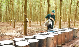 Mục tiêu xuất khẩu 3,5 tỷ USD cao su thiên nhiên liệu có dễ dàng?
