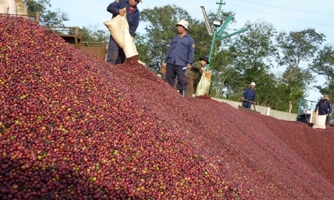 Xuất khẩu cà phê sẽ gặp khó khăn trong những tháng cuối năm