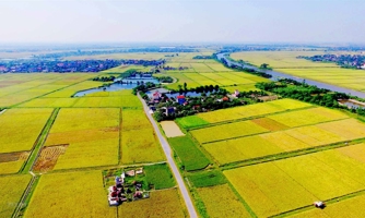 Tổ chức kinh tế không trực tiếp sản xuất nông nghiệp vẫn được nhận chuyển nhượng đất trồng lúa