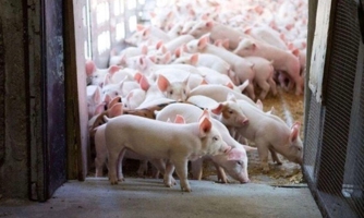 VNDS: "Heo ăn chuối" không có gì quá khác biệt, đây mới là 3 cổ phiếu ngành thịt đáng quan tâm 