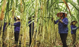 Ngành mía đường quyết tâm phục hồi lại vùng nguyên liệu 