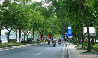 Hà Nội sẽ chặt hạ và trồng thay thế những cây xanh không bảo đảm an toàn