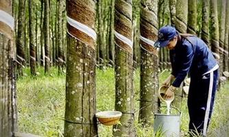 Chính sách thuế đang "trói" ngành cao su