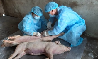 Đề nghị xử nghiêm các trường hợp bán chạy, vận chuyển, giết mổ động vật mắc bệnh