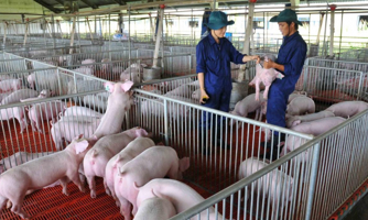 Trung Quốc mở cửa tác động thế nào đến ngành chăn nuôi Việt Nam?