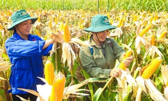 Phát triển vùng nguyên liệu thức ăn chăn nuôi ở Tây Nguyên để giảm nhập khẩu