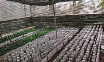 Ký xác nhận cho doanh nghiệp trồng sâm Ngọc Linh “trên giấy”, một Phó Chủ tịch huyện bị kiểm điểm trách nhiệm