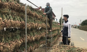 Hải Dương "bội thu" từ hành tỏi